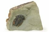 Black/Orange, Bondonella Sdzuyi Trilobite - Taroudant, Morocco #280924-1